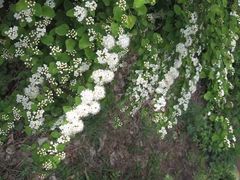 -黑龙江省森林植物园