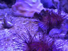 -汉堡王(海昌海洋公园店)