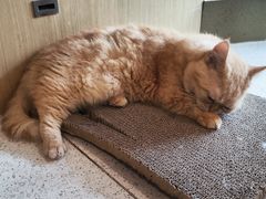 -飞行喵MR PILOT|猫舍·猫咖(静安大融城店)