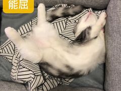 -袖虎·猫馆(体育西路店)