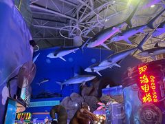 -烟台海昌鲸鲨海洋公园