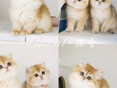 -lincat·猫舍(广州店)