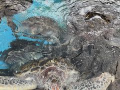-海合安成都极地海洋公园