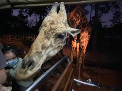 -清迈夜间动物园
