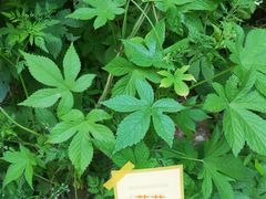 -南京老山国家森林公园