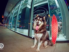 -超宠爱宠物摄影-Super pet