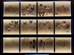 -美国自然历史博物馆