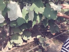 -马陆小张葡萄园农家乐