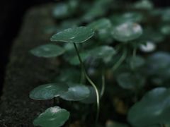 -老屋咖啡