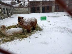 -新疆天山野生动物园