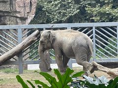 -成都动物园