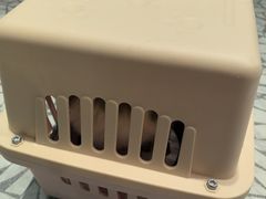 -momokira米努特·德文卷毛猫·棉花面纱犬