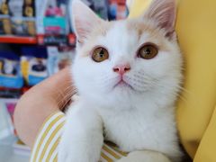 -喵的天空名猫咖啡馆·撸猫·猫舍·用品