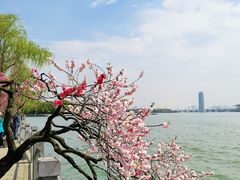-无锡蠡湖国家湿地公园-蠡园