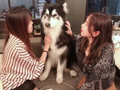 -Dog in Town Ekkamai