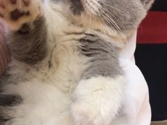 -lincat·猫舍(广州店)