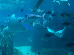-悉尼海洋生物水族馆
