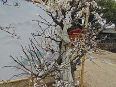 -无锡梅园公园