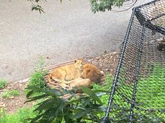 -大连森林动物园