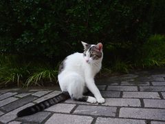 -静安公园(静安寺街道)