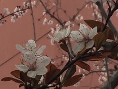 -上南中学东校(邹平校区)