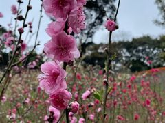 -桃花涧