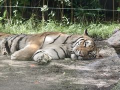 -上海野生动物园老虎餐厅