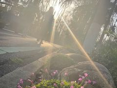 -合肥滨湖国家森林公园