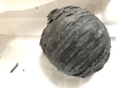 乌豆蛋黄酥-陶陶居饼家(惠福东路店)