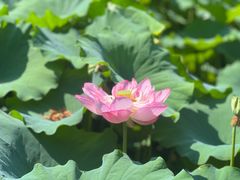 -陈家山荷花公园