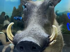 -国家自然博物馆