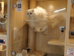 -Pets First伊珊娜洗护·精致美容·家庭式寄养(新会路店)