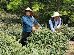 -十八棵（老龙井）御茶园(老龙井店)