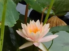 景点-荷塘月色湿地公园·向阳花洲