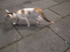 -肇兴特色牛肉粉