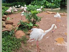 -海南热带野生动植物园