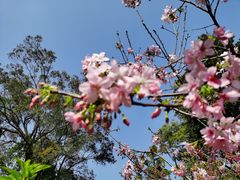 -桃花涧
