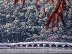 -深圳仙湖植物园