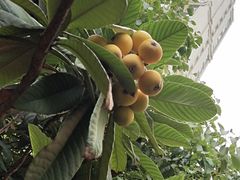 -南京市芳草园小学(凤凰校区)