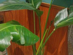 -盛世川王•幸福里(长虹店)