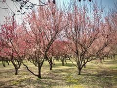-蜀冈西峰生态公园