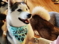 -Husky Go! 哈士奇体验馆·宠物咖啡厅狗咖