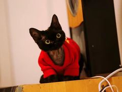 -70cat德文卷毛猫·缅因猫纯种猫舍
