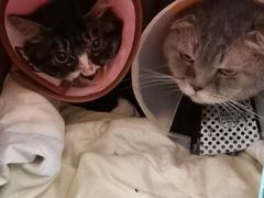 -纳吉亚猫专科动物诊疗中心(蒋宅口分院)