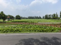 -洪湖生态旅游区