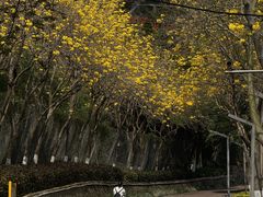 -狐尾山公园
