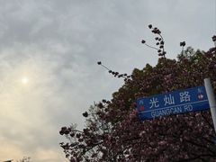 -高东镇樱花园