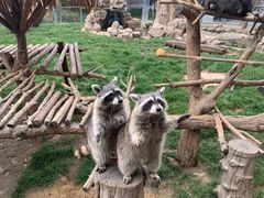 -石家庄市动物园