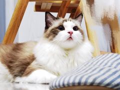 -Bastet sally猫舍购宠(静安店)