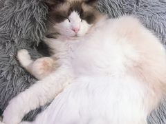 -李小姐の猫咖啡馆(五角场店)